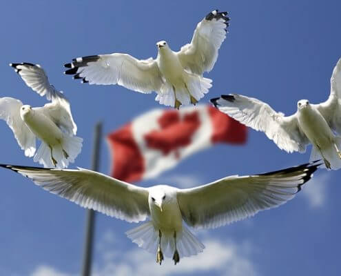 migrate to canada